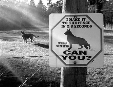 i make it to the fence in 2.8 seconds - can you?  german shepherd
