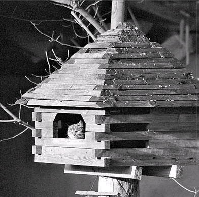 kitty in birdhouse