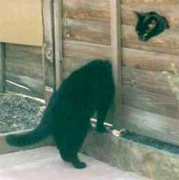 Kitty cat with elongated neck Kitty cat with elongated neck