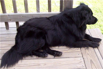 Jupiter right after his grooming