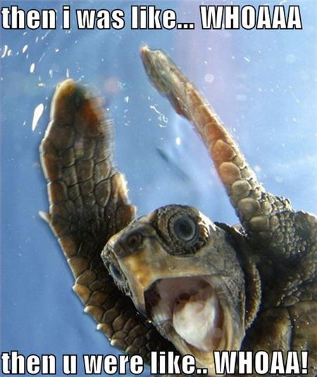 lolcats whoa turtle