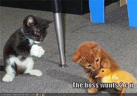 lolcats boss wants to see you.