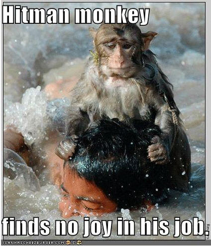 lolcats hitman monkey finds no joy in his job