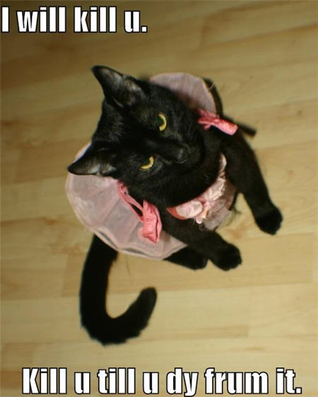 lolcats kill u till you die from it