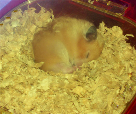 A Hamster Sleeping