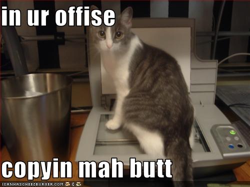 funny-pictures-cat-makes-copies-of-his-b